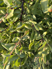 Stegnosperma halimifolium