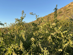 Stegnosperma halimifolium