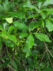 Chionanthus virginicus