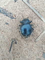Ocnodes