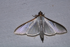 Cydalima laticostalis
