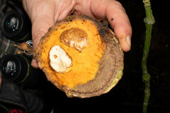 Sapotaceae