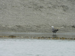 Leucophaeus modestus