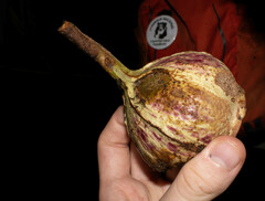 Sapotaceae