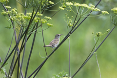 Locustella naevia