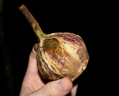Sapotaceae