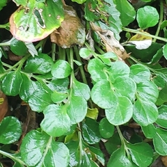 Barbarea vulgaris