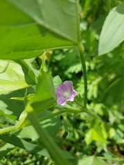 Malva nicaeensis