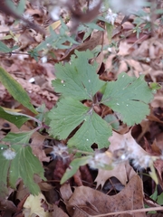 Anemone virginiana