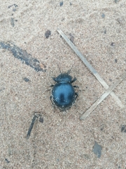 Ocnodes