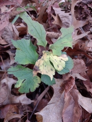 Anemone virginiana