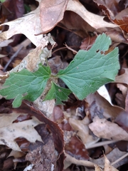 Anemone virginiana