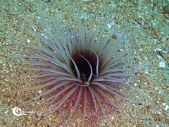 Pachycerianthus solitarius