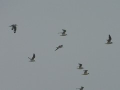 Leucophaeus pipixcan