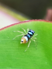 Phintella vittata