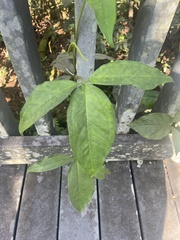 Syngonium angustatum