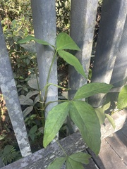 Syngonium angustatum