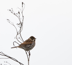 Emberiza schoeniclus