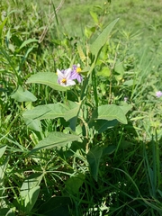 Leptostemonum
