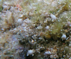 Calcarina