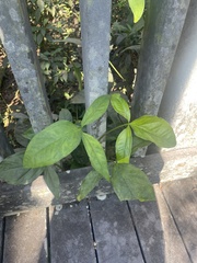 Syngonium angustatum