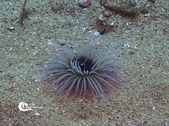 Pachycerianthus solitarius
