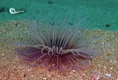 Pachycerianthus solitarius