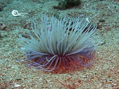 Pachycerianthus solitarius