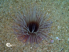 Pachycerianthus solitarius