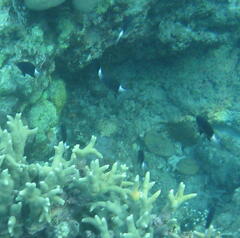 Pycnochromis margaritifer