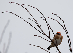 Carduelis carduelis