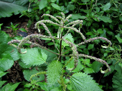 Urtica membranacea