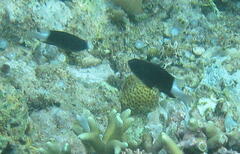 Pycnochromis margaritifer