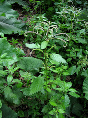 Urtica membranacea