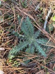 Cirsium horridulum