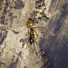 Camponotus atriceps