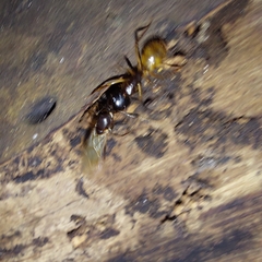 Camponotus atriceps