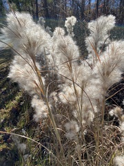 Andropogon glomeratus
