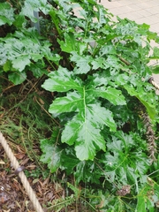 Acanthus mollis