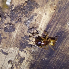 Camponotus atriceps