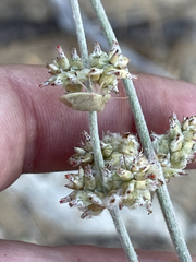 Froelichia xantusii