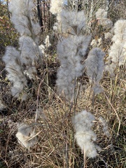 Andropogon glomeratus