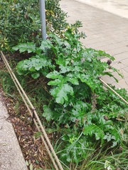 Acanthus mollis