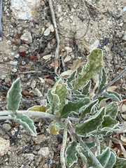 Froelichia xantusii