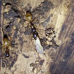 Camponotus atriceps