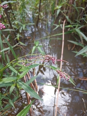 Persicaria decipiens