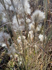 Andropogon glomeratus
