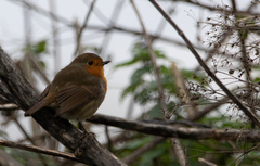 Erithacus rubecula