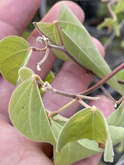 Gossypium davidsonii