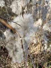 Andropogon glomeratus